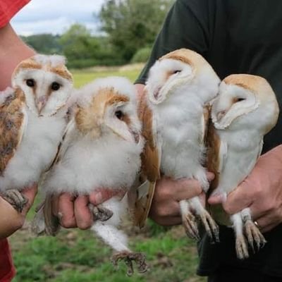 Conserving Wharfedale Barn Owls and celebrating the love of our local wildlife.