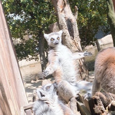 趣味でワンピースカードや編集に手を出しはじめた社会人ゲーマー ゆる〜くやってます ゆるくフレンドリーに絡んでください