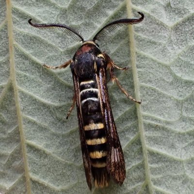 Leafmines| Micromoths| Natural History| https://t.co/JuJA5VCi3T