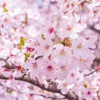 御花畑 (@floden_ygo) 's Twitter Profile