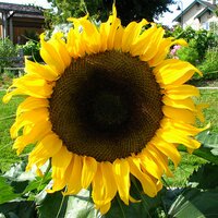 Here Comes The Sun (@sunofseldo) 's Twitter Profile