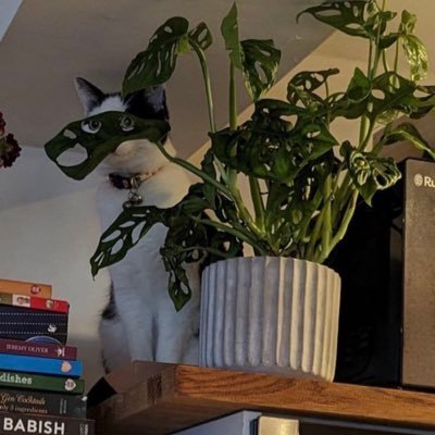 senanrgezici's profile picture. 🕊️4S | Part-time researcher, full-time mother