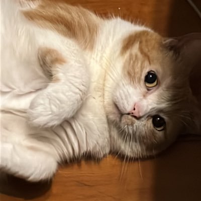 naoehodavegrohl's profile picture. 