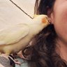 Schatten6's profile picture. ▫️(ﾉ◕ヮ◕)ﾉ*.✧  |  (눈‸눈)
▫️Frío & Sueño 24/7
▫️MCMXCIII
▫️Daydreamer ineficiente
▫️🍂☘️🌈|🐕🐑🦜
▫️🥑🥞🍕🥛|🔮🎃🦄  
▫️⚫⚪🟣/🟢