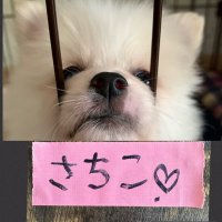 さっちゃん (@sachipyon23) 's Twitter Profile