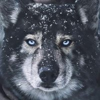 Joseph✝️ (@eosfonda) 's Twitter Profile