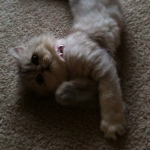 SophieSayysss's profile picture. i am an adorable persian kitty who loves napping, hiding, pawteeing, and other felines. i have the best human too.