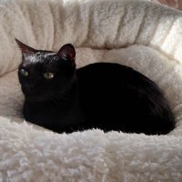 とむとむ (@tomtom21215) 's Twitter Profile