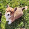 Bowiethegoodboy's profile picture. I have a tail, a glamour coat and I like to run!