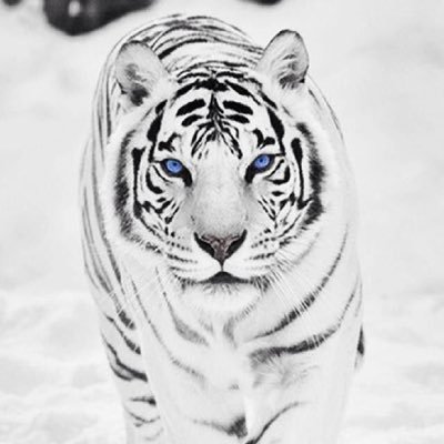 bbaky13's profile picture. 