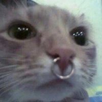 Poss -ββ€ π FWA (@puppypossad) 's Twitter Profile