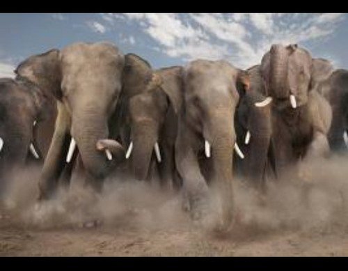 LyAlrkaby42870's profile picture. Antes éramos Los Cruzados De Santiago hasta que el pájaro rojo cerró la cuenta. Anticomunista siempre. Viva España. Solo me arrodillo ante Dios