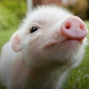 chachanch0's profile picture. 