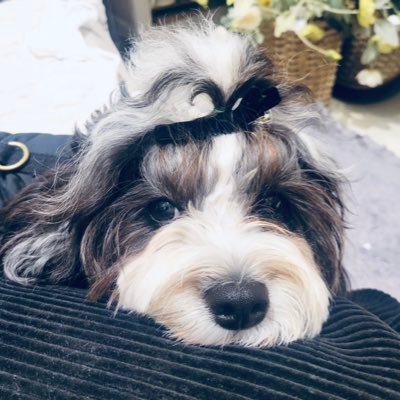 17croissant's profile picture. ダリです