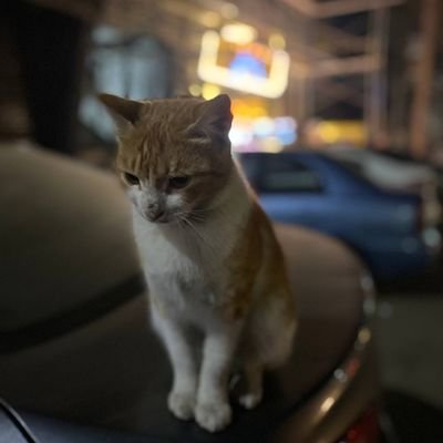 Mahmoudnaif001's profile picture. 