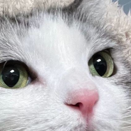 yylplove's profile picture. 