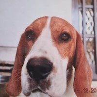 franco (@francoobarboza) 's Twitter Profile