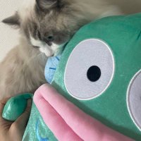 ハンギョ・マン(邪悪) (@yeahyeah_sauna) 's Twitter Profile