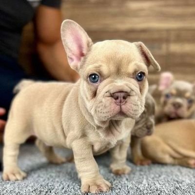 French Bulldog Lovers