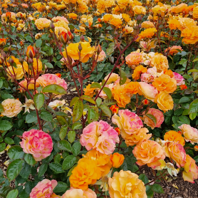 OKulikovska's profile picture. 