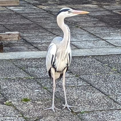 Umizaru3828's profile picture. 典型的ガジェオタ。Webエンジニアっぽい仕事してます。
趣味は映画とドキュメンタリー鑑賞、自転車
|スマホ Galaxy S23 Ultra/デスクトップ 自作(12700K 4070TiS)
🇹🇼蒋中正先生萬歳🇹🇼(スパム除け)