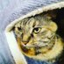 かなで (@nekotyannmira) Twitter profile photo かなで (@nekotyannmira) Twitter profile photo