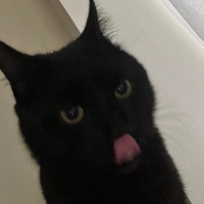 pimpdotfun's profile picture. Meow Meow