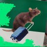 rationalrat's profile picture. #GG33GOLDMEMBER
