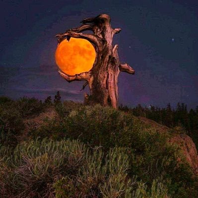 morriswenareeba's profile picture. Humanitarian