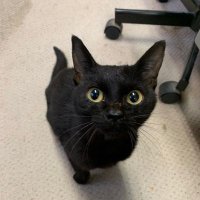 ちゃーた (@nyanco_wa) 's Twitter Profile