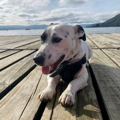 pepa_hb's profile picture. Orgullosa de ser Chilena🇨🇱, me gusta recorrer los lugares en bicicleta 🚲, aprendiz de violín 🎻 , me encanta leer📖 .soy del 22%, después del 44%, ahora 62%