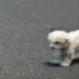 -puppyiswatchingyou- (@gurisroom) Twitter profile photo -puppyiswatchingyou- (@gurisroom) Twitter profile photo