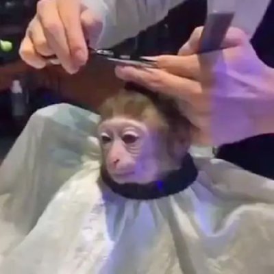 it's a monkey getting a haircut ✂️🐵 
only on @solana