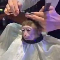 monkeyhaircut 👍(@monkhairsol) 's Twitter Profile Photo