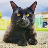 HoudiniMeowth (@houdinimeowth) 's Twitter Profile