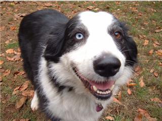 jules4u20's profile picture. dog rescuer