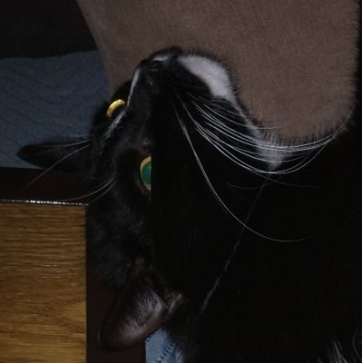 MY PFP IS MY CAT