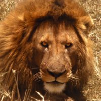 ❤️KINGBATAL❤️ (@kingbatal2) 's Twitter Profile