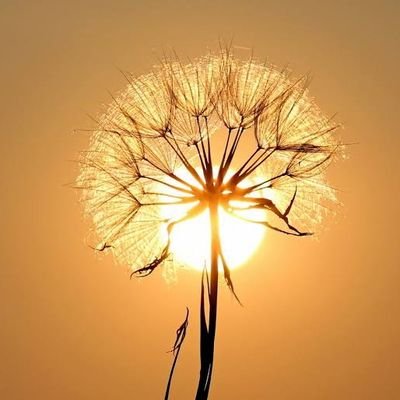 S364561's profile picture. 🐈🐆