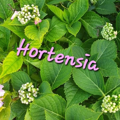 Hortensia_R_A Profile Picture