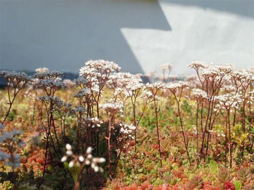 EvergreenRoofs Profile Picture