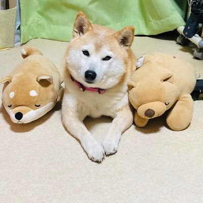 JJ46052152's profile picture. 宝塚、特に月組が好きです。全組観劇します。