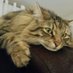 Souristhecat (@souristhecat) Twitter profile photo Souristhecat (@souristhecat) Twitter profile photo