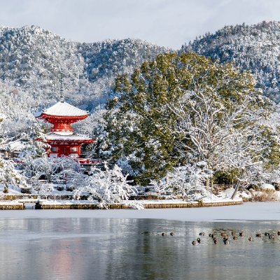 真言宗大覚寺派の本山。代々天皇もしくは皇統の方が門跡(住職)を務めた格式高い門跡寺院。平安時代初期、嵯峨天皇が建立した離宮嵯峨院が前身。また、いけばな発祥の地であり「いけばな嵯峨御流」の総司所でもある。※Twitterからの個別の質問やDMにはお答えできませんので、ご了承くださいませ。