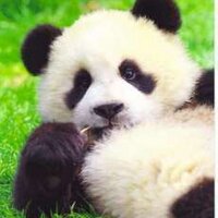 よしの(´･ω･`)（メンバーシップでは"よしよし"） (@3116panda) 's Twitter Profile Photo