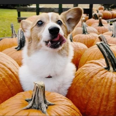 ThomasTheCorgi Profile Picture