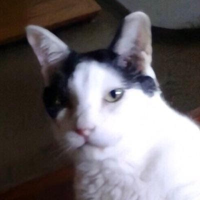 hybridcat_tama Profile Picture