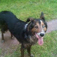 Fur kid Mom π¨π¦πΊπ¦ (@sue_platts) 's Twitter Profile