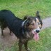Fur kid Mom ๐จ๐ฆ๐บ๐ฆ (@sue_platts) Twitter profile photo Fur kid Mom ๐จ๐ฆ๐บ๐ฆ (@sue_platts) Twitter profile photo