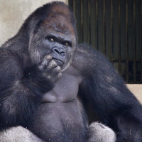 Gorilla Bloomberg (@gorillaosint) 's Twitter Profile Photo Gorilla Bloomberg (@gorillaosint) 's Twitter Profile Photo